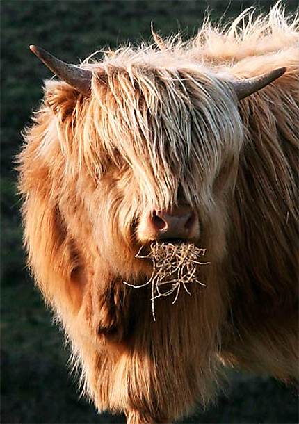 Vache ecossaise