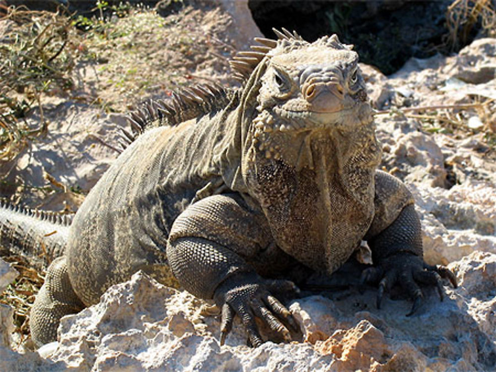 Iguana