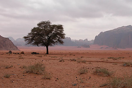 Un arbre dans le désert. S'est-il perdu?