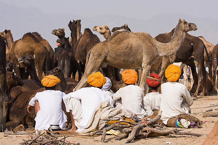 Rajasthan - Pushkar, la capitale mondiale des dromadaires