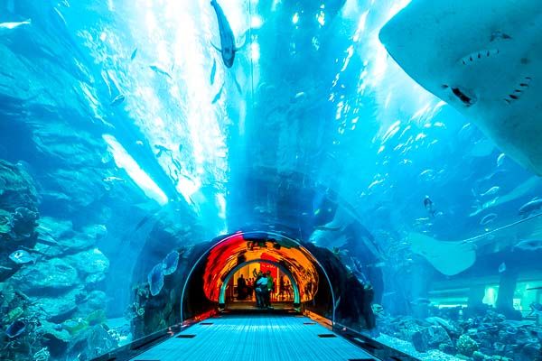 Aquarium de Dubaï Mall : le tunnel