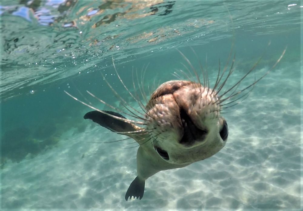 Danse avec les otaries