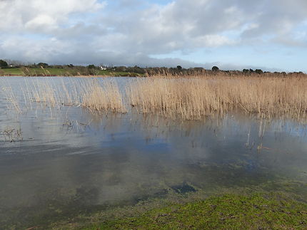 Les marais de la pointe de Trevignon