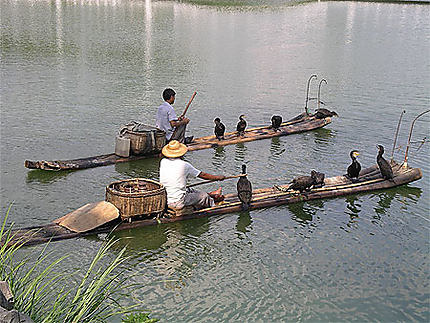 La pèche aux cormorans à Guilin