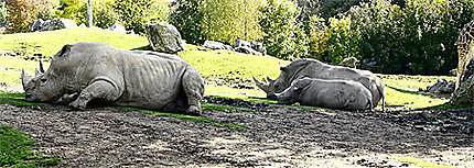 La famille rhinocéros