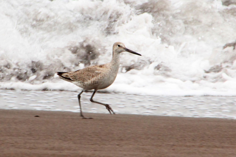 Oiseau bord de mer 