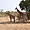 Girafes dans la Réserve de Bandia