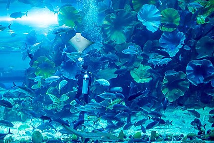 Aquarium de Dubaï Mall : les plongeurs