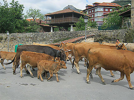 Troupeau de vaches 