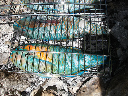 Grillades de perroquets Grillades de perroquets