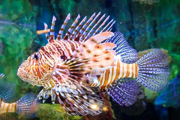 Aquarium de Dubaï Mall : rascasse volante