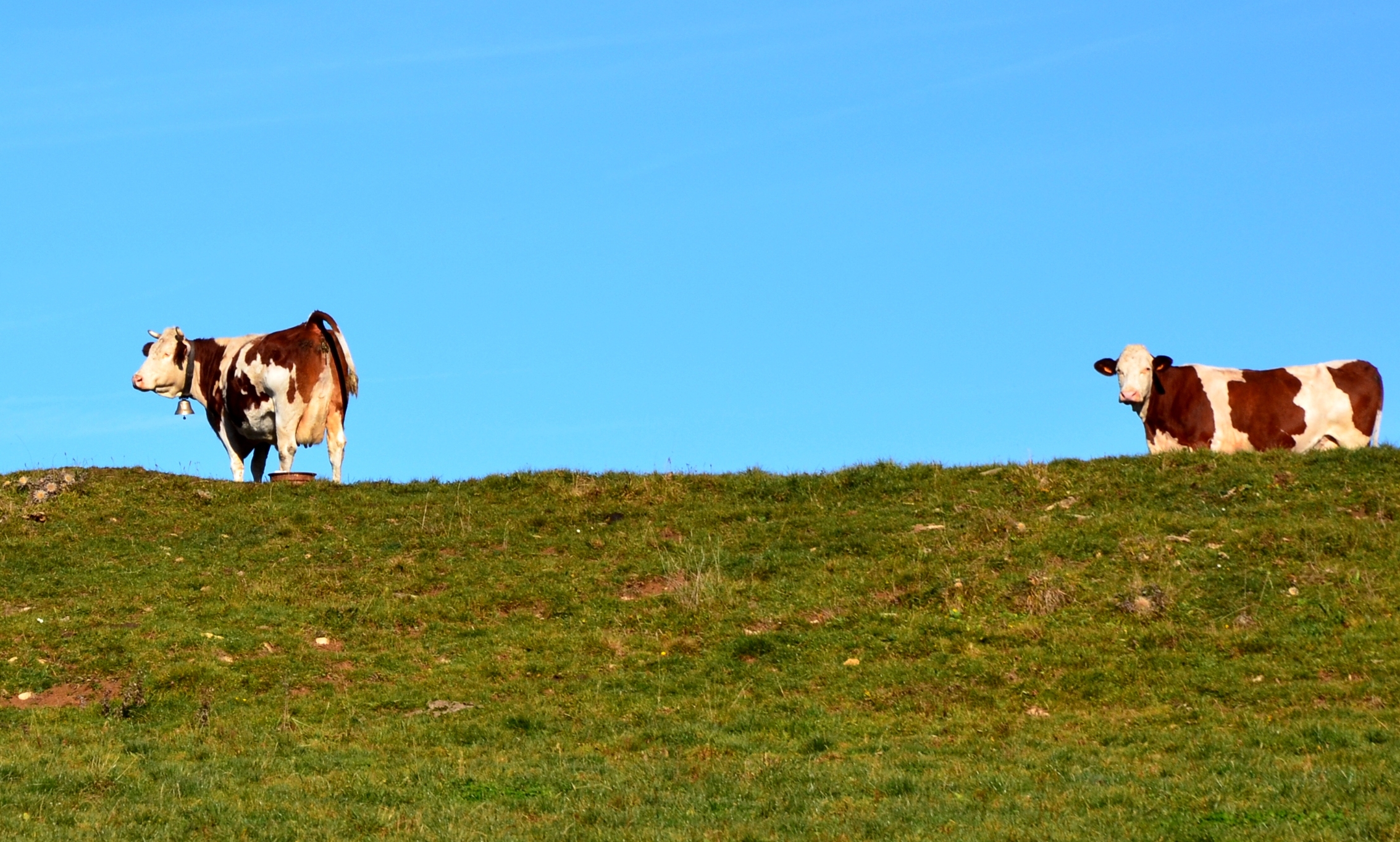 Vaches comtoises Vaches comtoises
