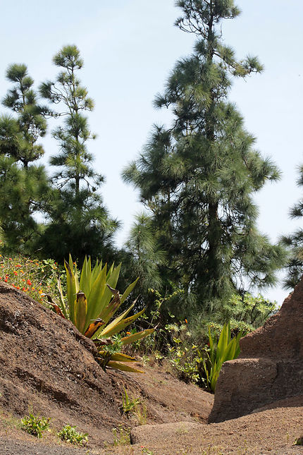 Cinérites du col de Monte Deserto, agaves, pins