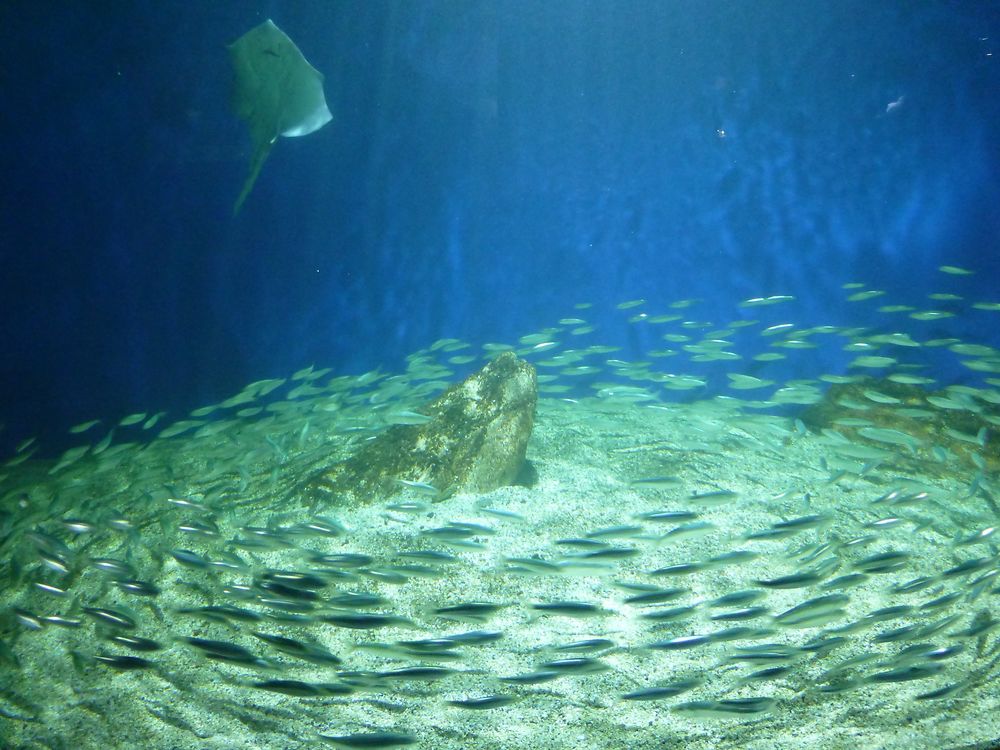 Tournoiement, aquarium de La Rochelle