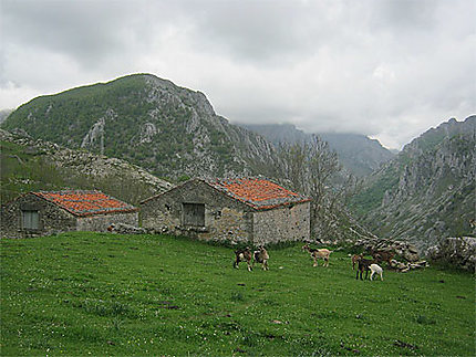 Chèvres dans les Picos de Europa