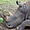Rhinoceros male de bandia