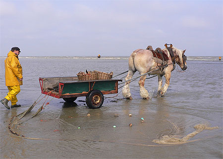 Pêcheur de crevettes Pêcheur de crevettes
