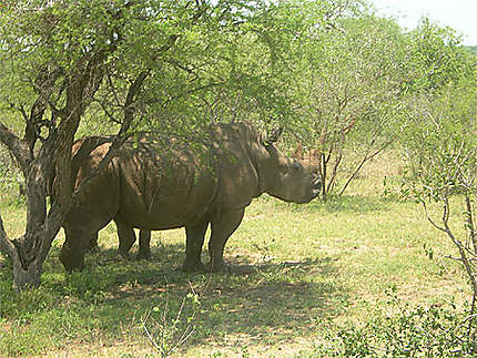 Rhino de Tshukudu