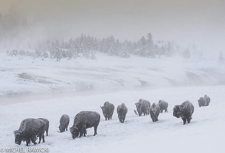 Bisons au Yellowstone National Park, Wyoming, USA