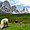Yaks, sur le plancher des Dolomites 