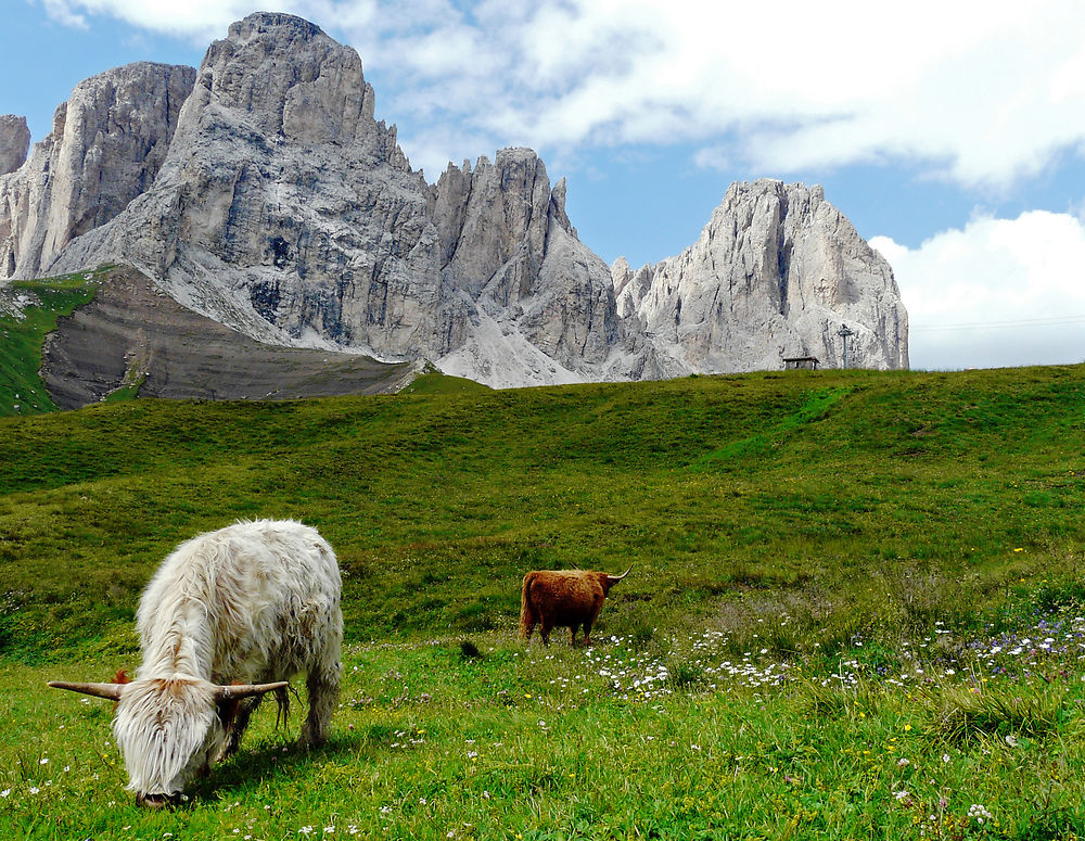 Yaks, sur le plancher des Dolomites 