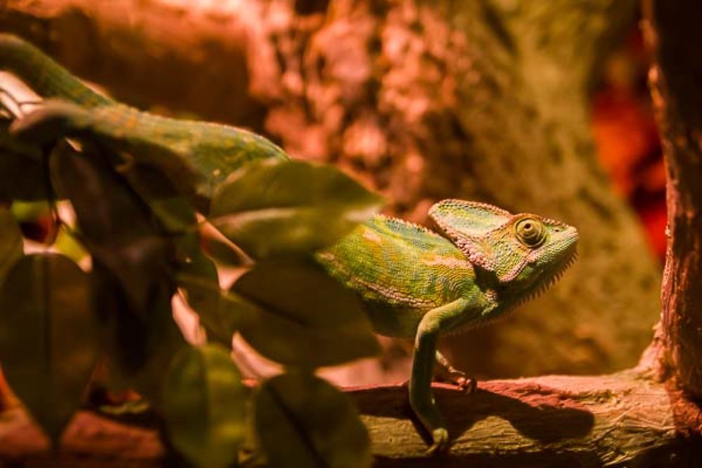 Aquarium de Dubaï Mall : le caméléon