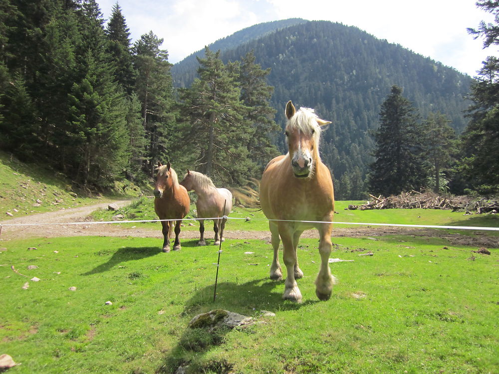 Chevaux Vallée d'Aure