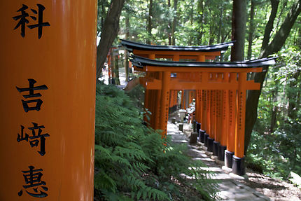Torii du Fushimi Inari-taisha