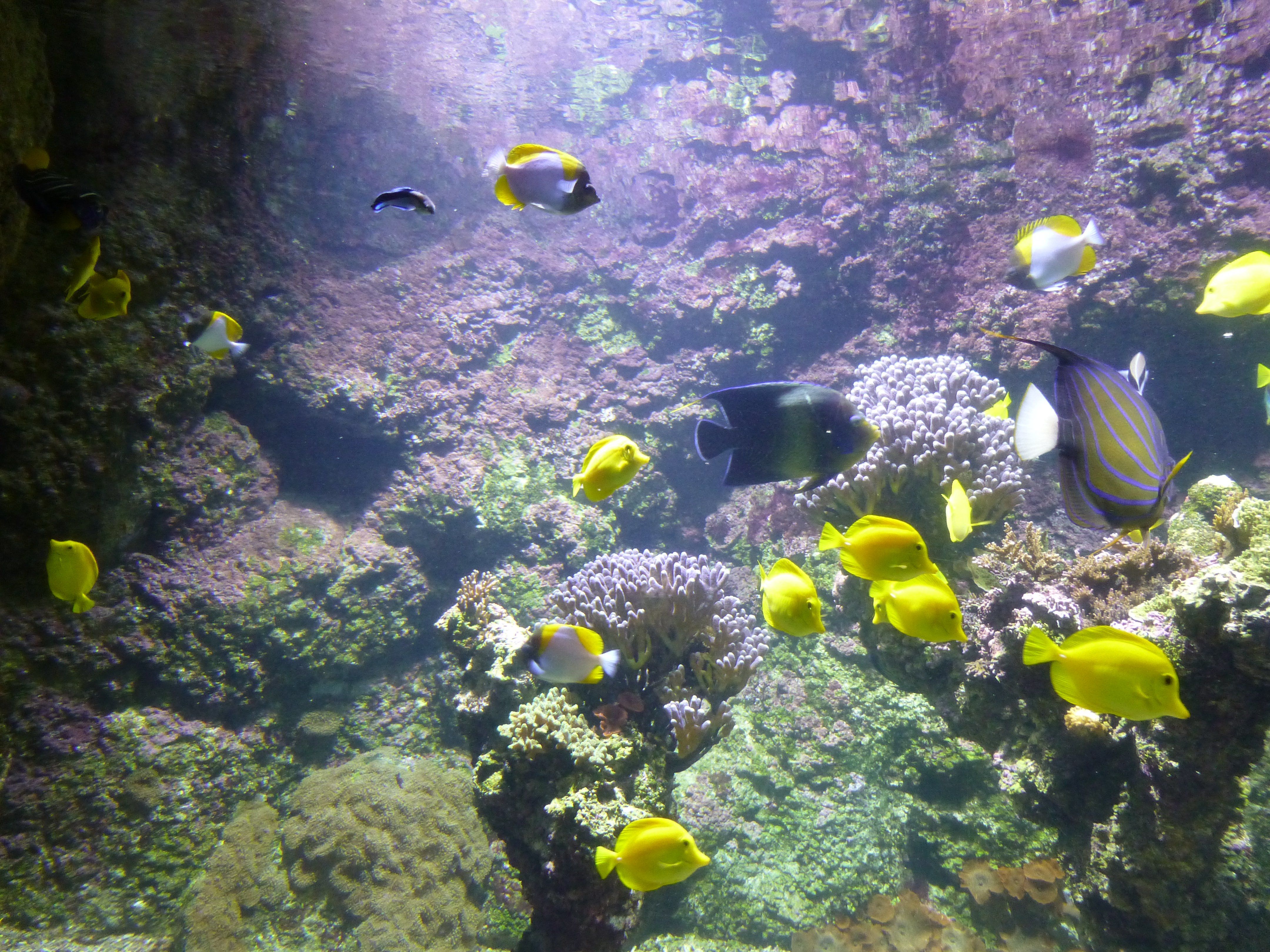 Poissons colorés, aquarium de La Rochelle