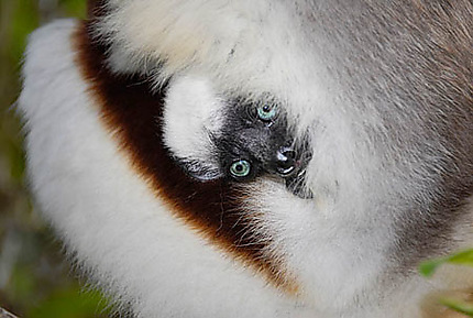Bébé lémurien accroché au ventre de sa mère