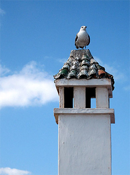Mouette sur un toit d'Essaouira