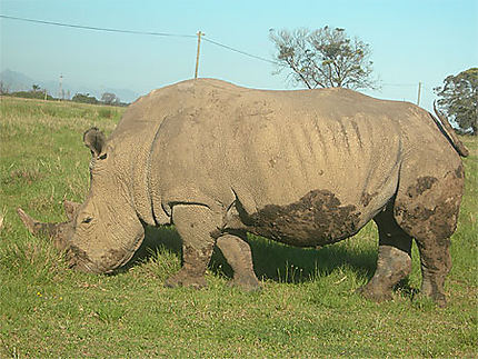 Rhino de Tshukudu
