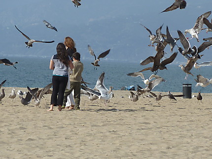 Les oiseaux à Santa Monica