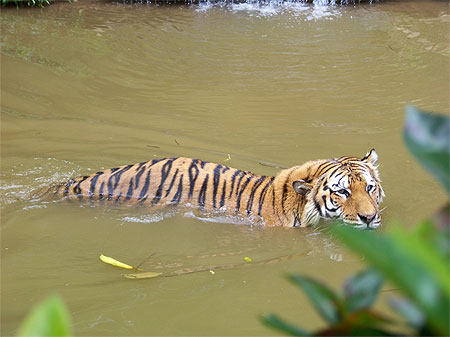 Tigre Tigre