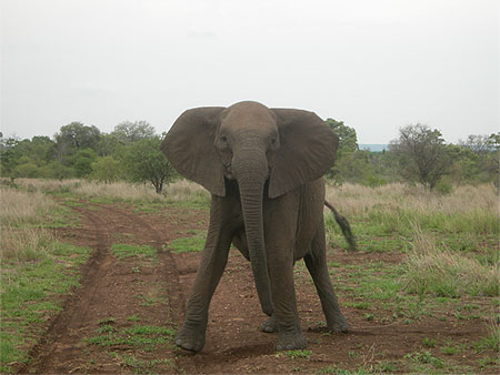 Charge d'un éléphant du Kruger Charge d'un éléphant du Kruger