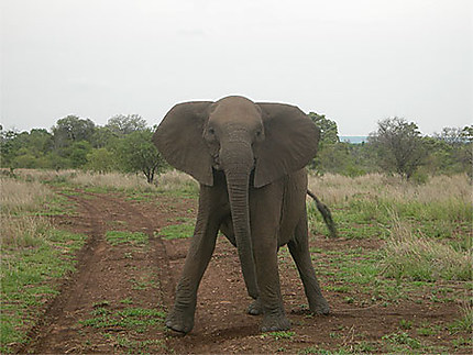 Charge d'un éléphant du Kruger