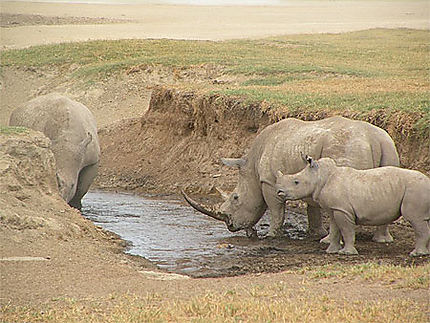 Famille de rhinos en train de s'abreuver