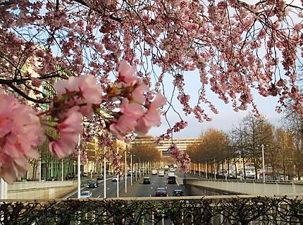 Premiers jours du printemps à Paris 