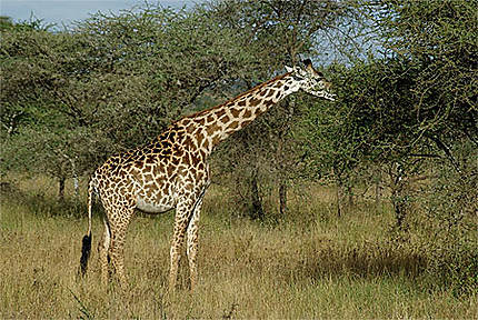 Future maman girafe