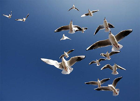 Fly me to montreux Fly me to montreux