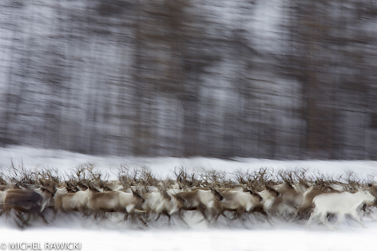 Troupeau de rennes en Yacoutie, Russie