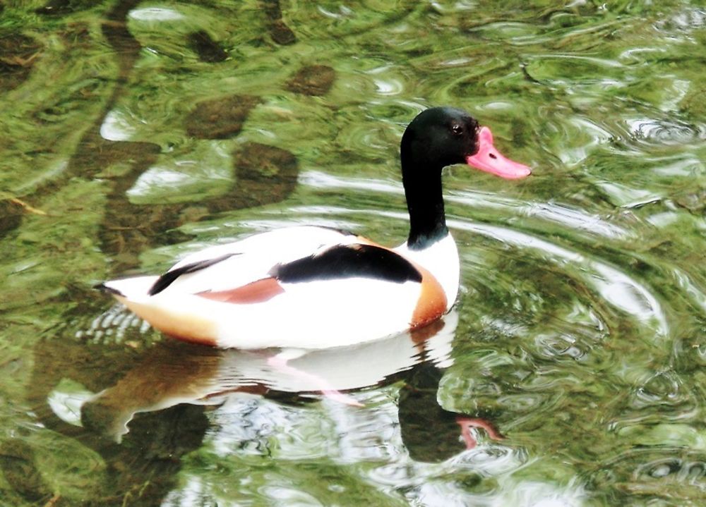 Canards au square des Batignolles