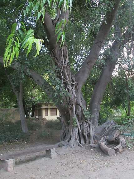 Ficus à Udaipur