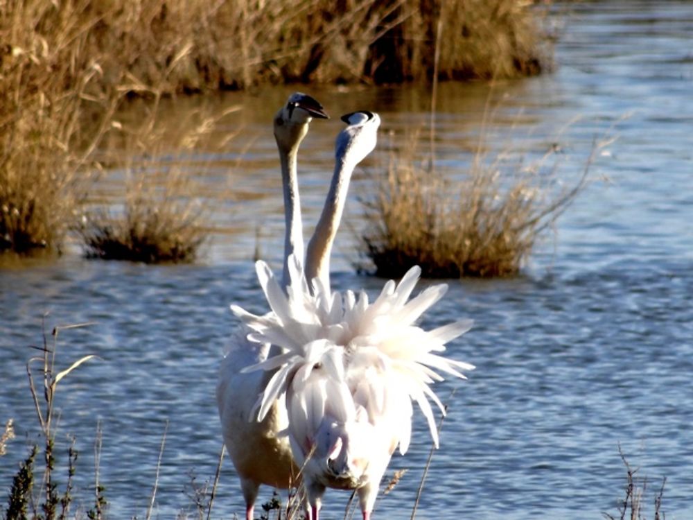 Camargue en hiver