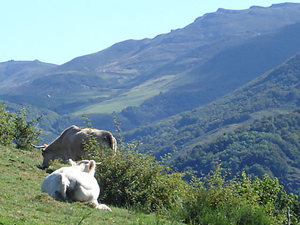 Vaches en Auvergne