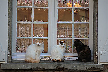 Carcassonne - Rue Viollet le Duc - Trois chats
