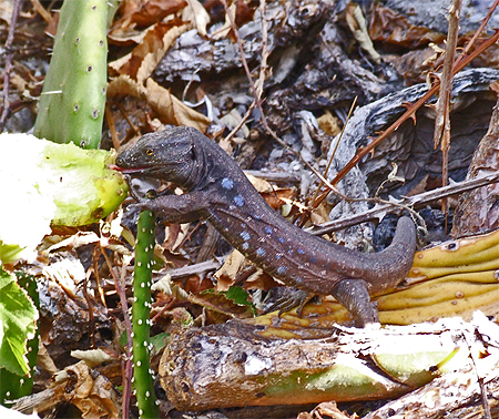 Lézard des îles Canaries Lézard des îles Canaries