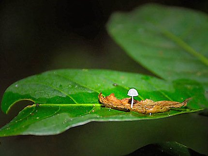 Micro champignon