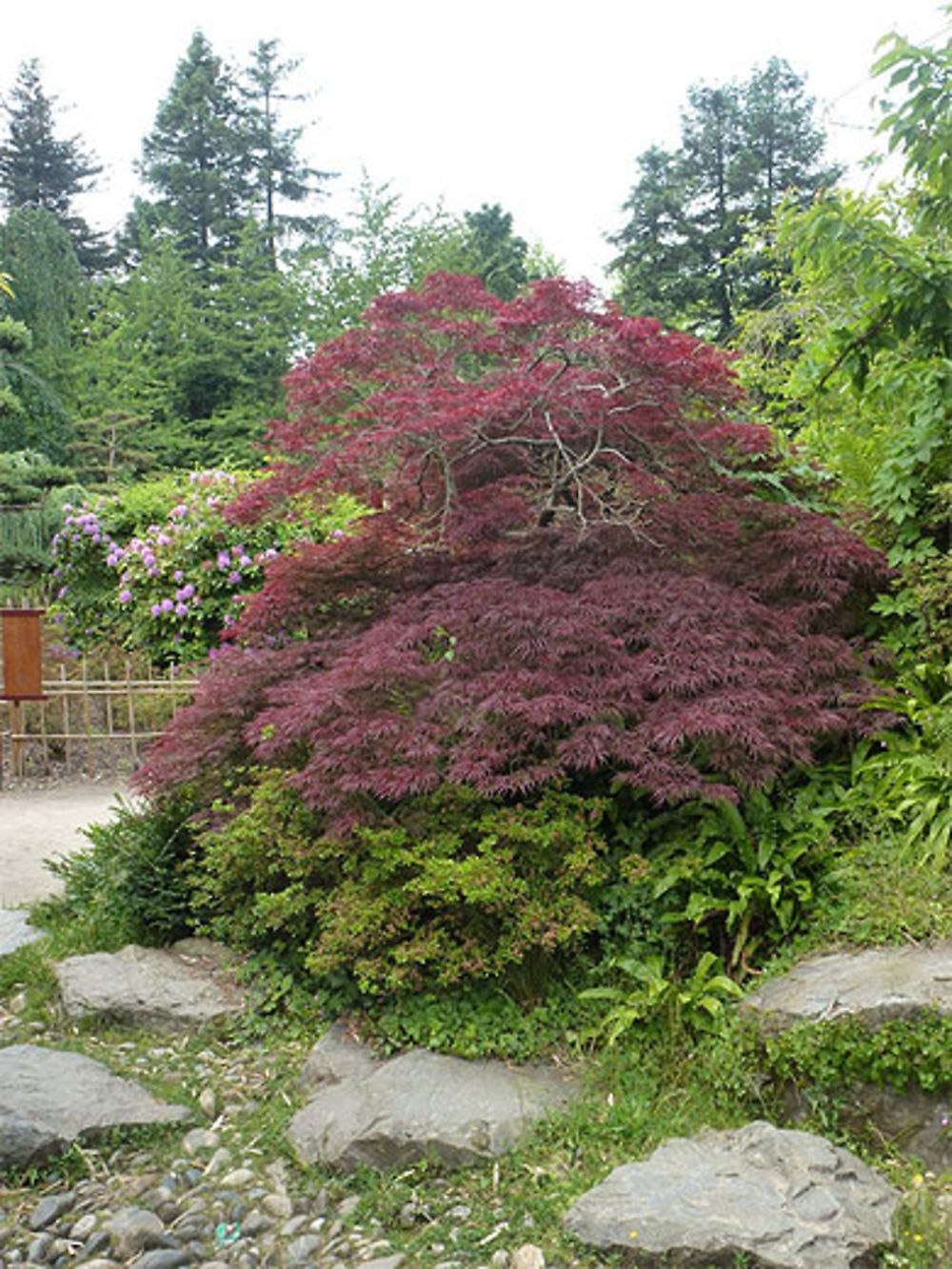 Un jardin japonais