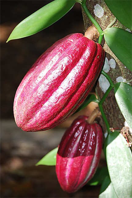 Cacao rouge